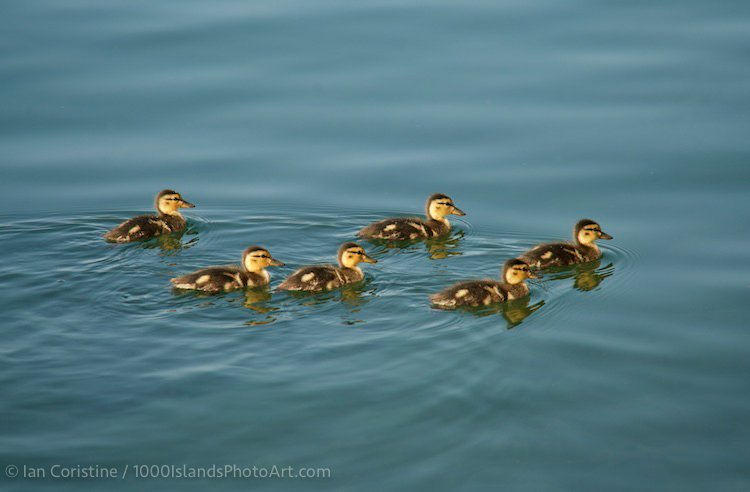 Wildlife DSC08414