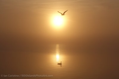 shoppingcart-thumb-image