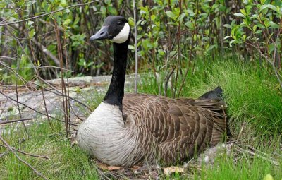 shoppingcart-thumb-image