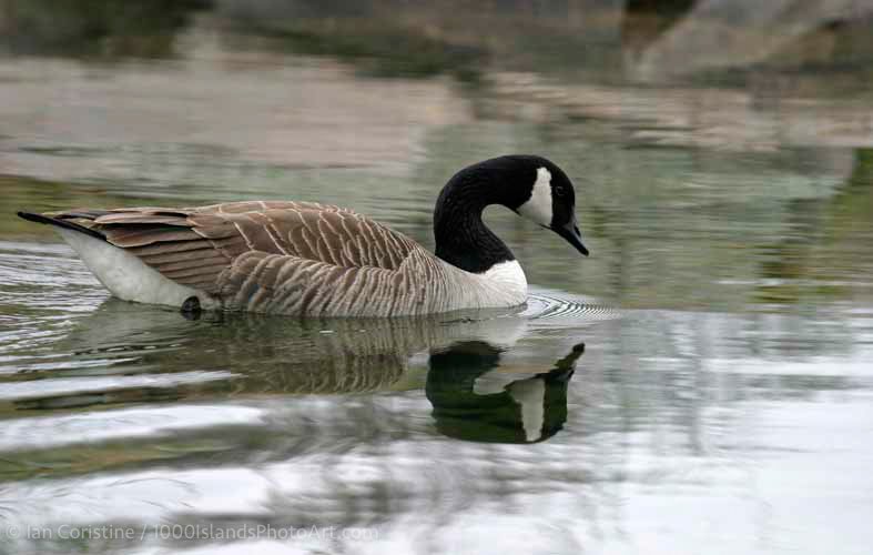 Wildlife IMG 1487