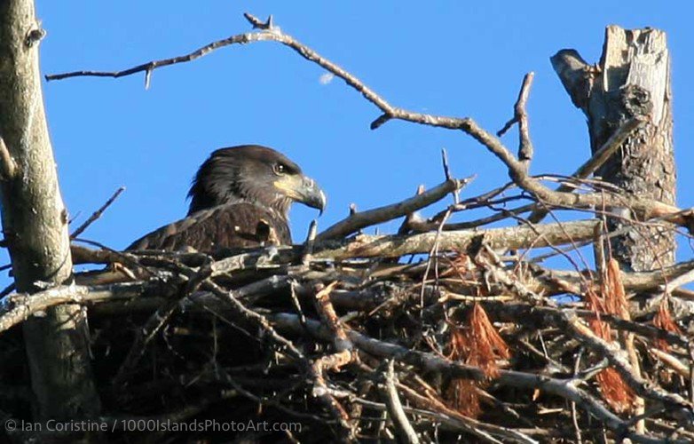 Wildlife IMG 3280