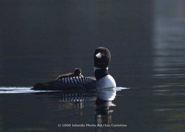 5, Vol.V, The very best of Ian Coristine's 1000 Islands MG 1891