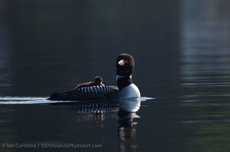 shoppingcart-thumb-image