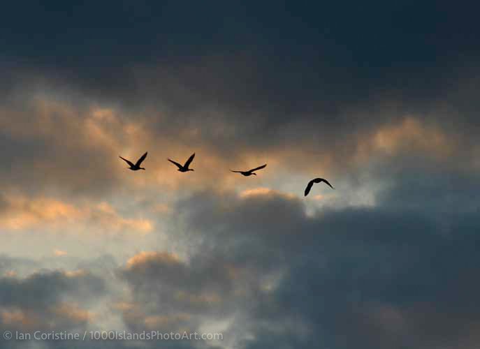 shoppingcart-thumb-image