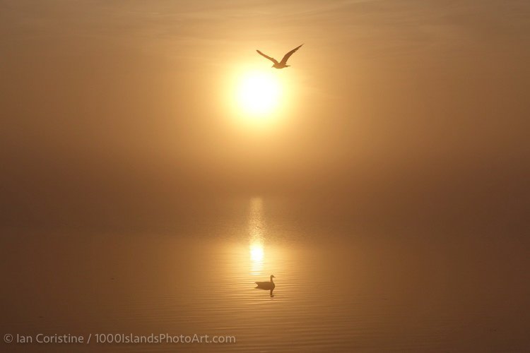 Wildlife DSC03333