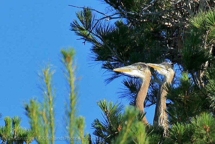 Wildlife IMG 3286