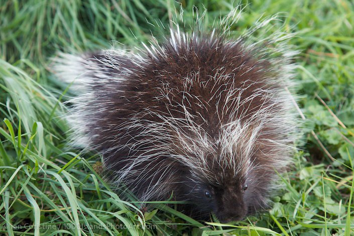 Wildlife  MG 5355
