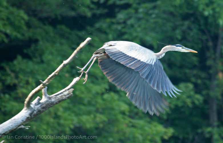 Wildlife IMG 0554 DxO