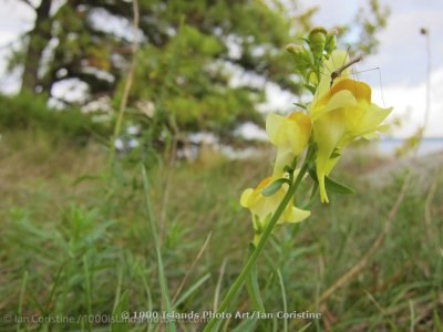 shoppingcart-thumb-image