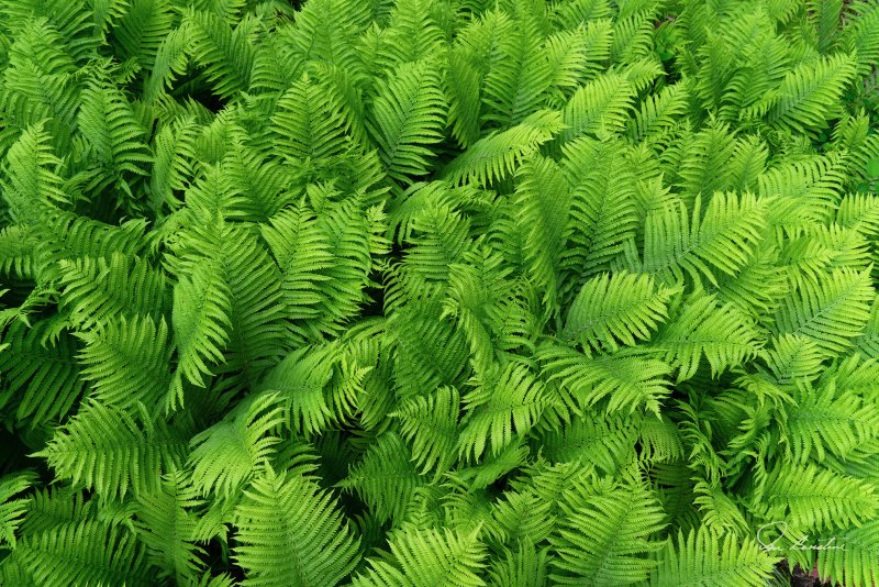 Flora