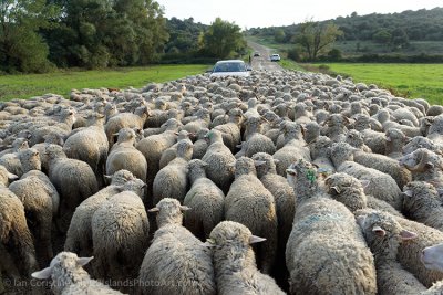 shoppingcart-thumb-image