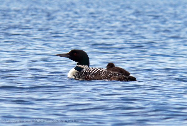Wildlife DSC07268c DxO