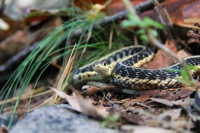 shoppingcart-thumb-image