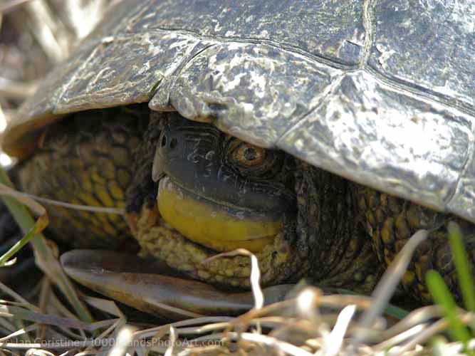 Wildlife WWS P 16
