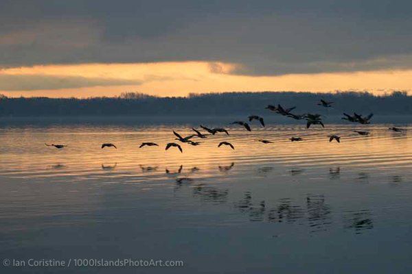Wildlife WWS P 58 DxO